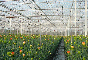 Flower Greenhouse