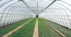 Single Arch Single Film Greenhouse