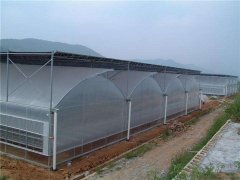 Single Arch Single Film Greenhouse