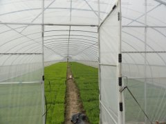 Film Greenhouse