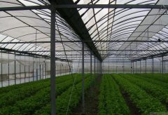 Film Greenhouse