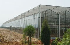 Glass Greenhouse