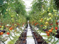 Hydroponic System